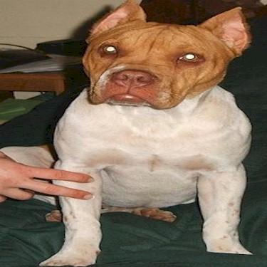 Montgomerys Budros Real Deal Pit Bull.jpg
